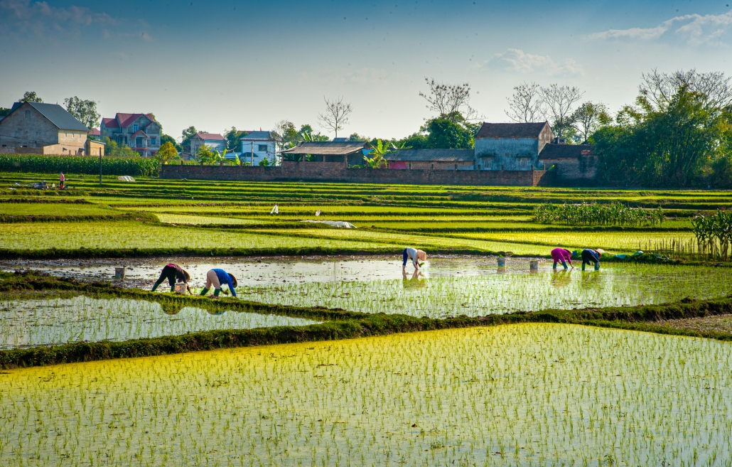 Rice planting season in Phu Binh