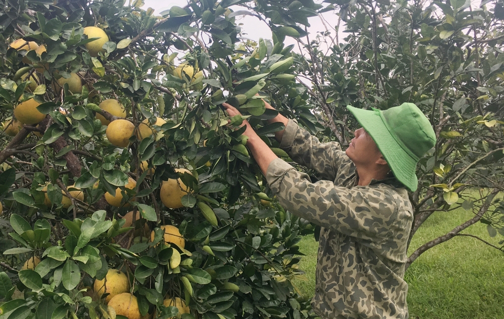 ThaiNguyen: Nearly 970 hectares of fruit trees are produced according to VietGAP standards