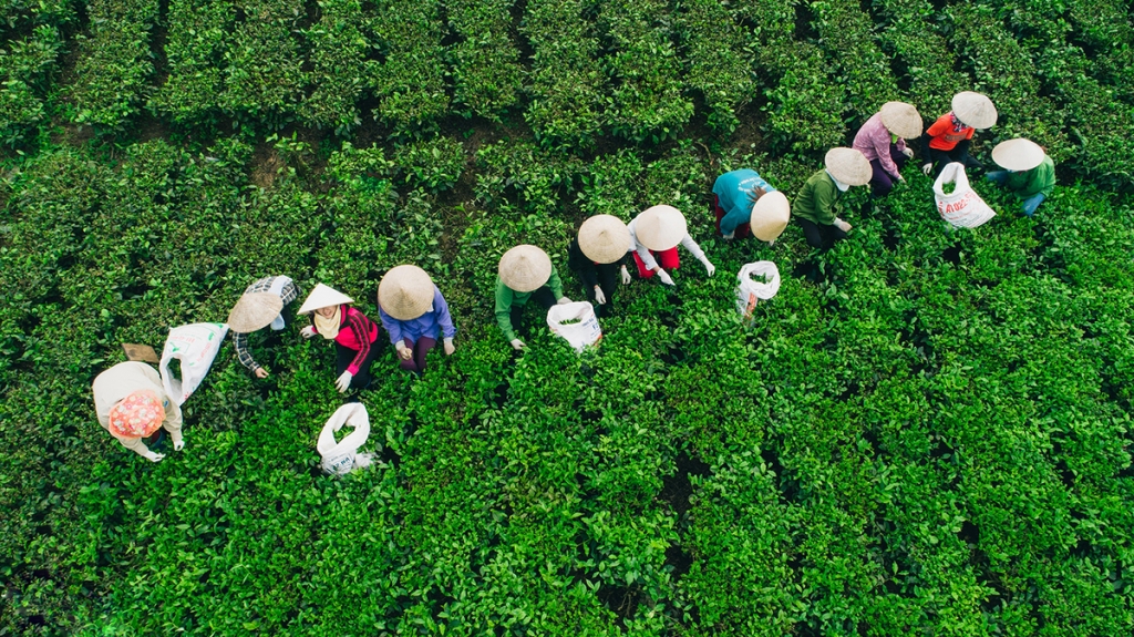 太原茶 – 越南茶的精华
