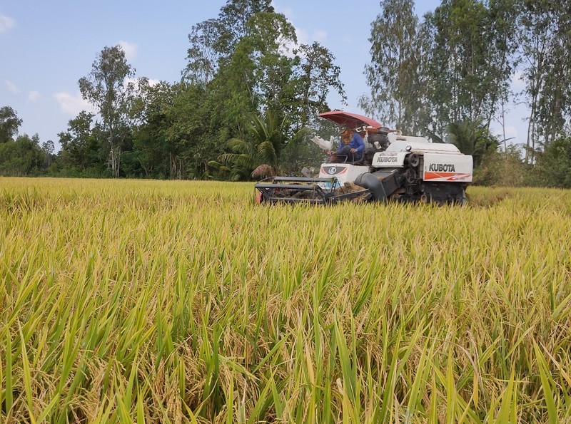 Bảo đảm vững chắc an ninh lương thực quốc gia và thúc đẩy sản xuất, xuất khẩu gạo bền vững