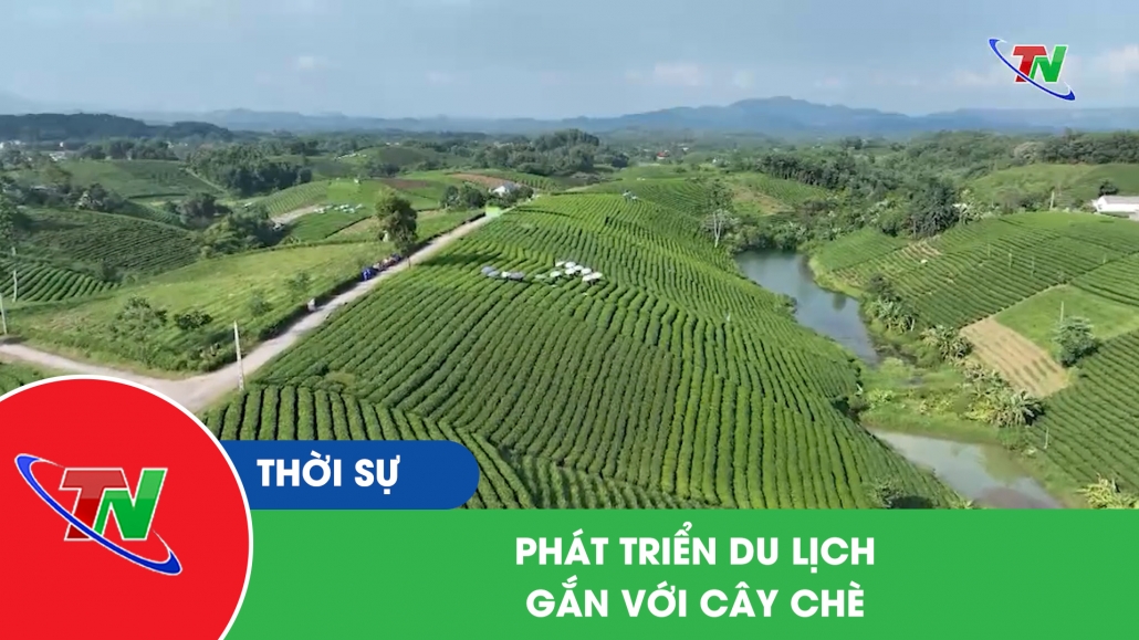 Phát triển du lịch gắn với cây chè