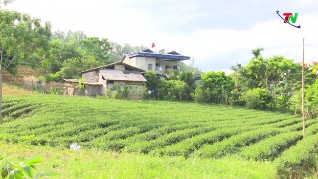 Enhance the value and brand of Phu Luong tea